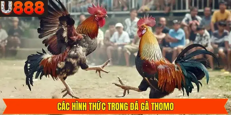 Tổng hợp các loại hình đá gà Thomo phổ biến nhất tại U888