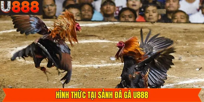 Đá gà Cam trực tuyến nổi bật tại U888