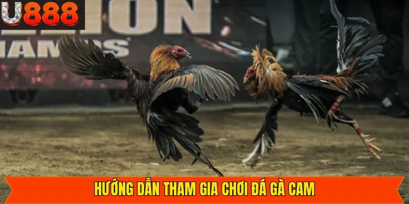 Hướng dẫn cách tham gia đá gà Campuchia đơn giản, dễ dàng