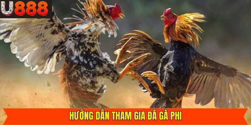 Hướng dẫn các bước tham gia đá gà Phi đơn giản, nhanh chóng 