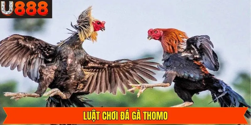 Một số luật chơi khi tham gia Thomo anh em cần nắm