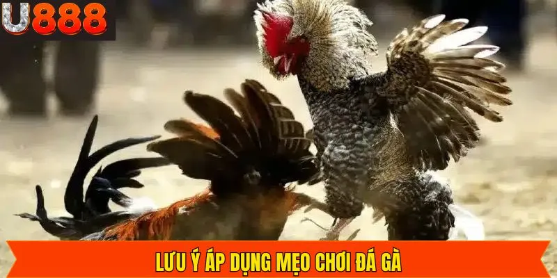 Cách áp dụng mẹo đá gà tối ưu hiệu quả chiến thắng