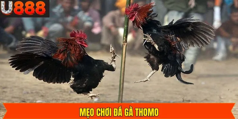 Mẹo Chơi Đá Gà Thomo - Nắm Bắt Chiến Thắng Trong Tầm Tay