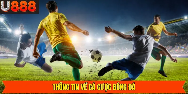 Giới thiệu thông tin cơ bản về cá cược môn thể thao vua