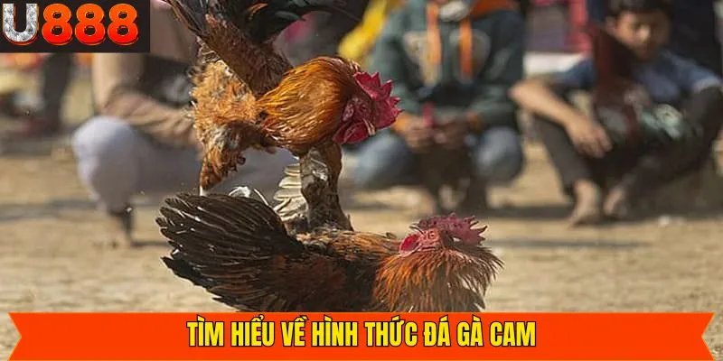 Tổng quan về đá gà Campuchia