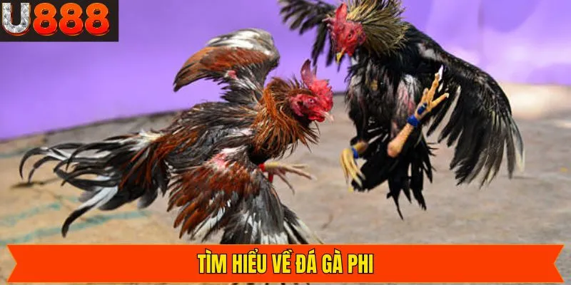 Khái niệm về chọi gà Phi