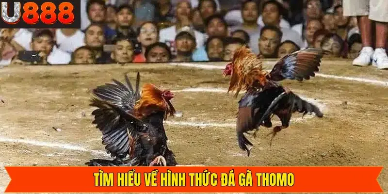 Khái niệm về chọi gà Thomo