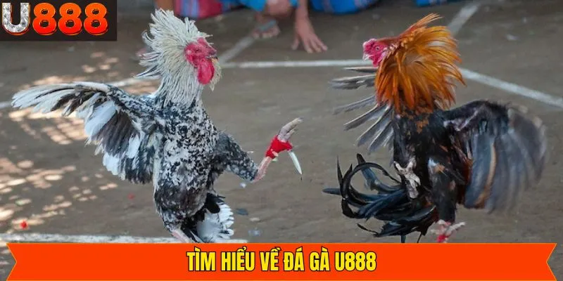 Đôi nét về sàn cược đá gà U888
