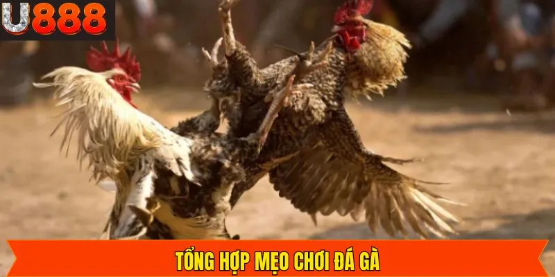 Bỏ túi trọn bộ bí quyết cược đá gà Thomo thắng đậm