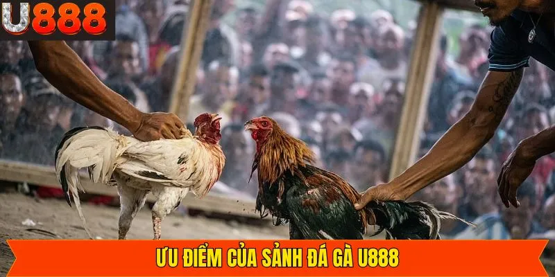 Hình ảnh đến âm thanh các trận chọi kê chất lượng