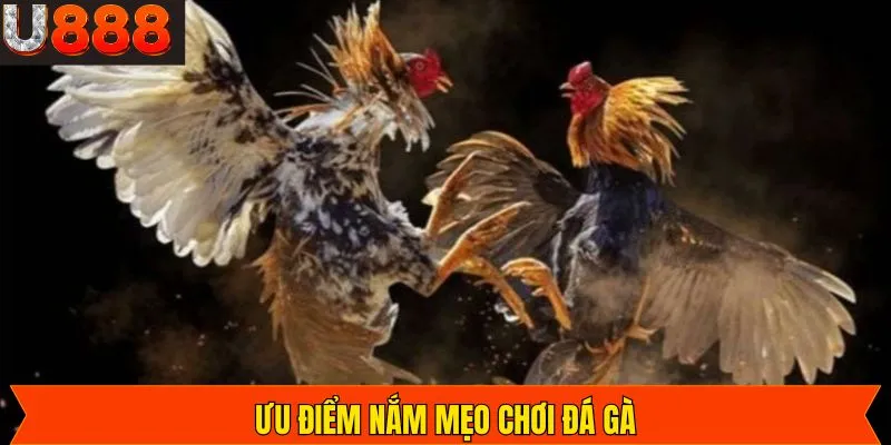 Lợi ích quan trọng khi nắm rõ mẹo đá gà Thomo